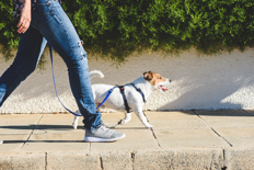 Dog being walked by owner