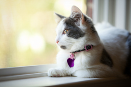 Cat on a windowsill