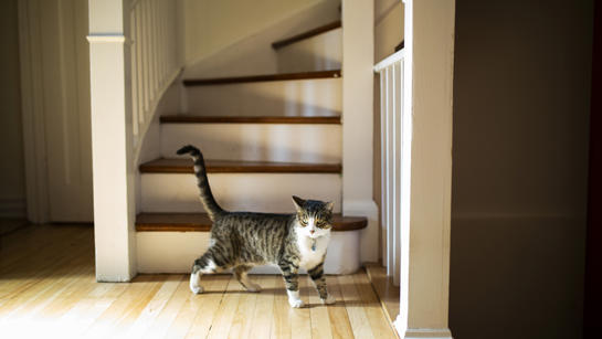 Cat In Front Of Staircase