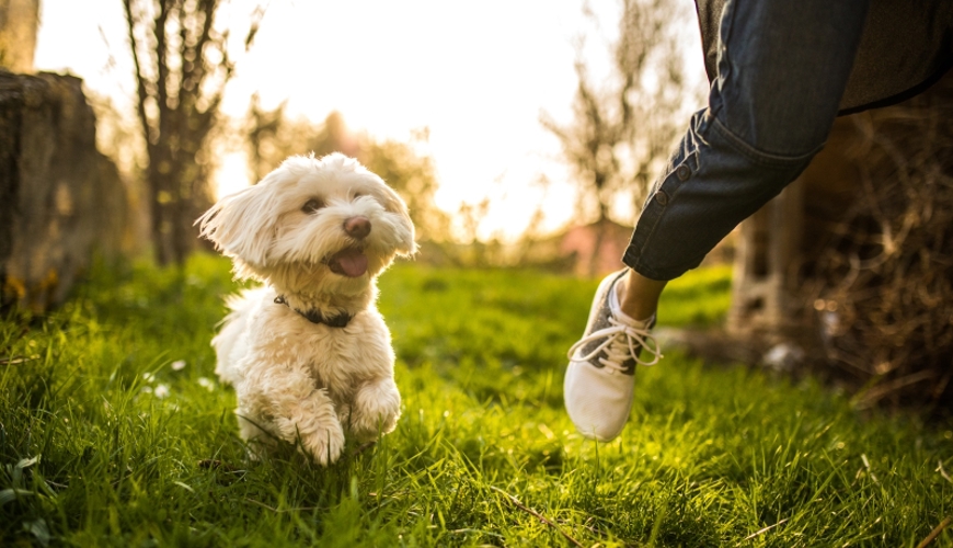 Dog Running On Grass Dog Running On Grass