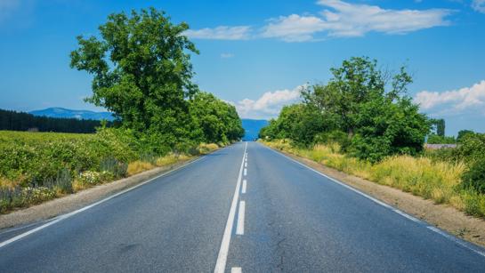 Open Road Bordered By Trees