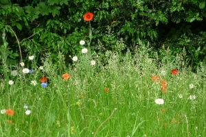 Wild flowers at May Hill in Southwell.