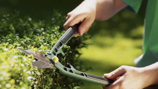 Man Cutting A Hedge