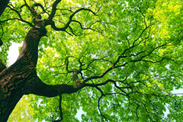 light-green-tree-with-branches