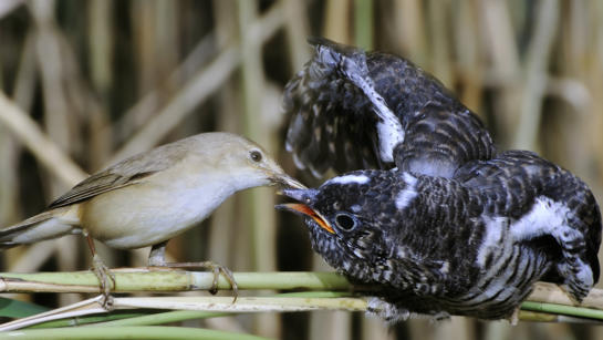 Cuckoo