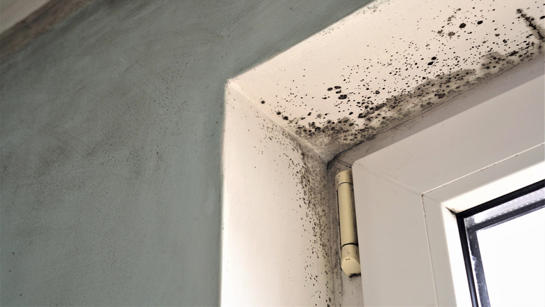 Mould On Window Frame